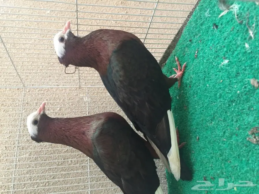 حمام ارشنجل بول هد مميز (image 2)