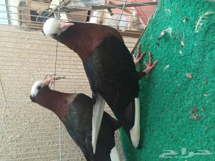 حمام ارشنجل بول هد مميز (image 3)