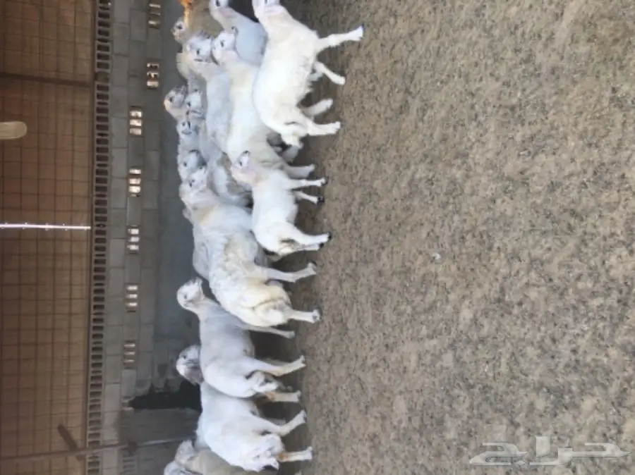 غنم حريات رغايث طيبه بالحيييل 