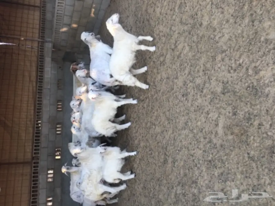 غنم حريات رغايث طيبه بالحيييل  (image 1)