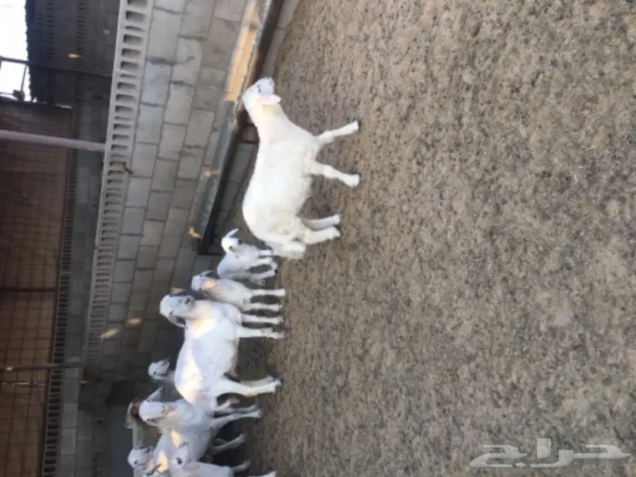 غنم حريات رغايث طيبه بالحيييل  (image 2)