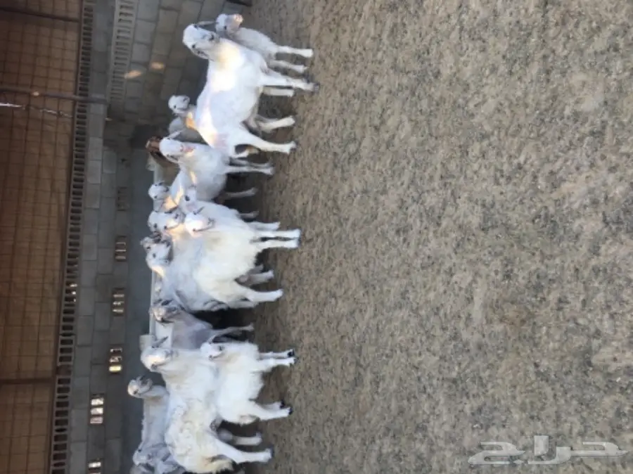 غنم حريات رغايث طيبه بالحيييل  (image 3)