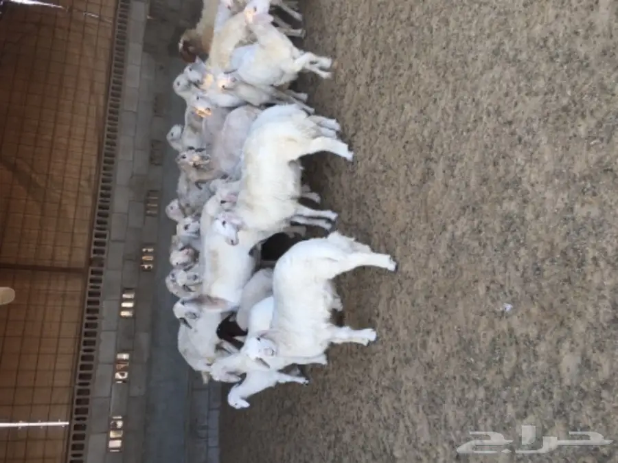 غنم حريات رغايث طيبه بالحيييل  (image 5)