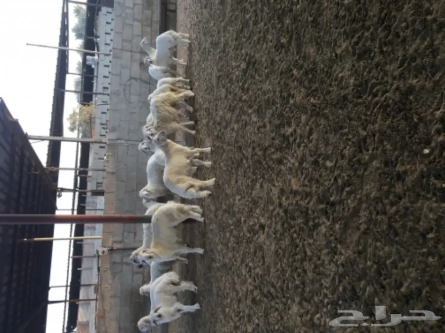 غنم حريات رغايث طيبه بالحيييل  (image 6)