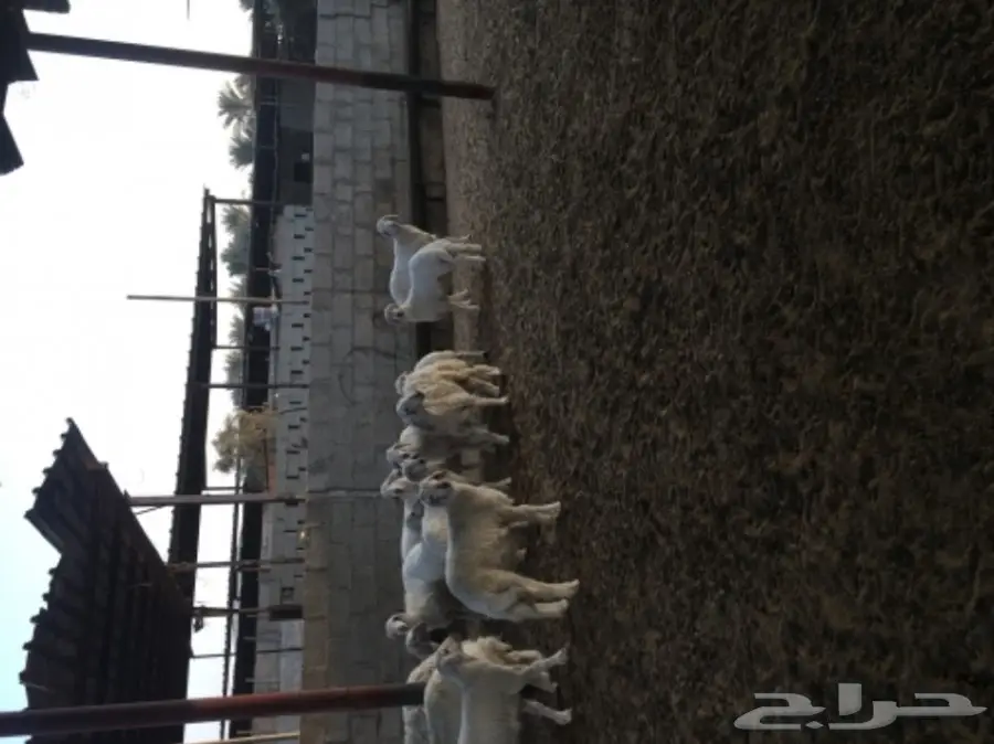 غنم حريات رغايث طيبه بالحيييل  (image 7)