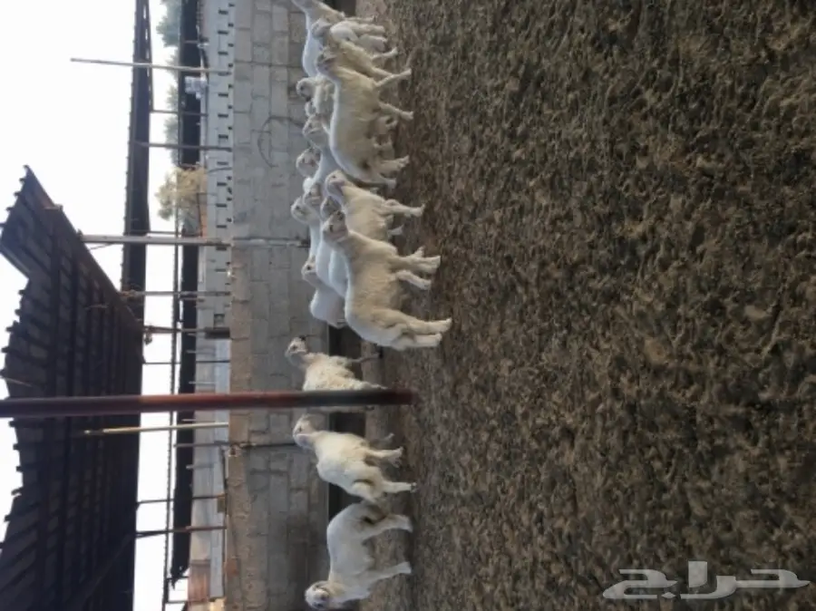 غنم حريات رغايث طيبه بالحيييل  (image 8)