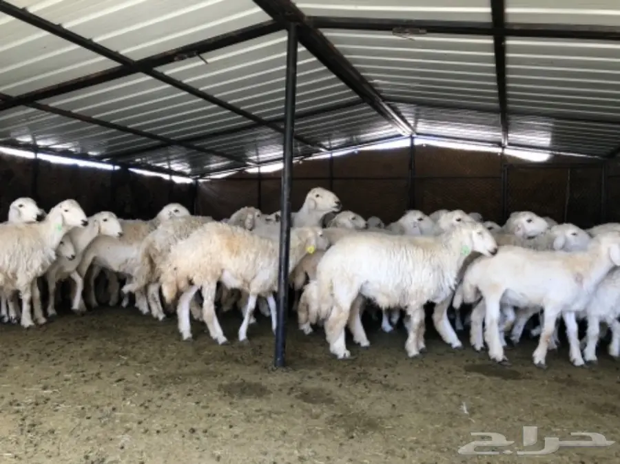 غنم حرية طيبة و جروم (image 1)