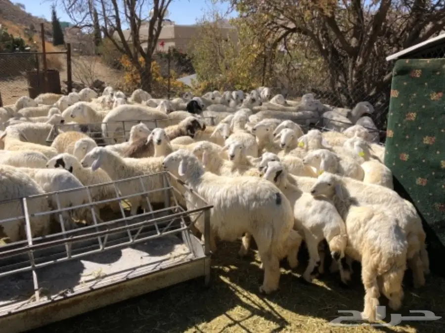 غنم حرية طيبة و جروم (image 3)