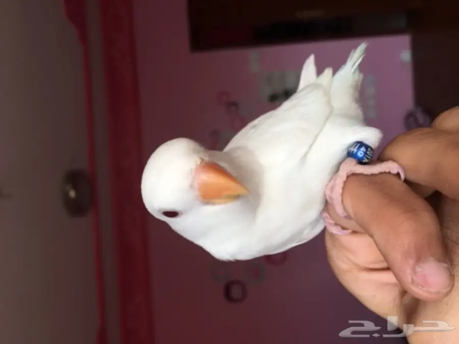 روز البينو اليف وهدد داخل البيت 