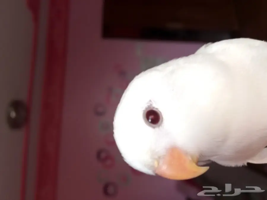 روز البينو اليف وهدد داخل البيت  (image 3)