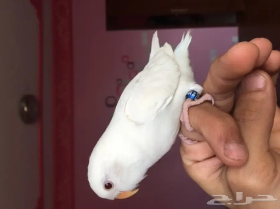 روز البينو اليف وهدد داخل البيت  (image 4)