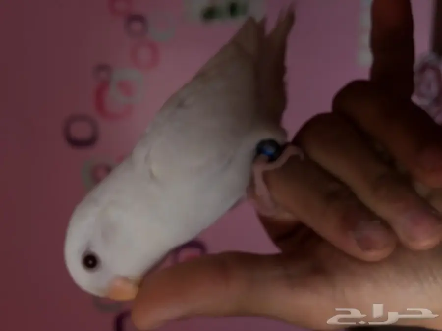 روز البينو اليف وهدد داخل البيت  (image 5)