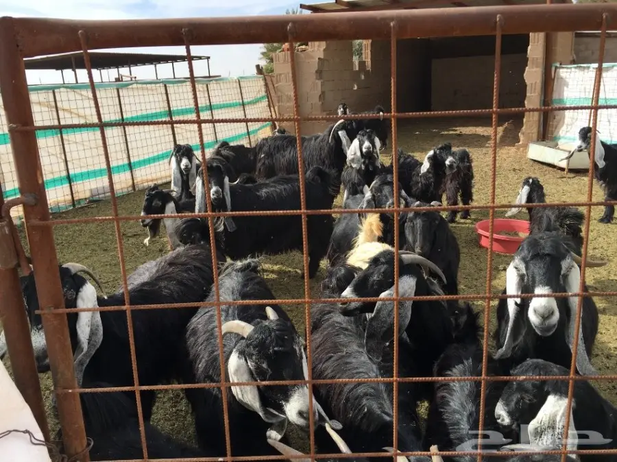 أبقار صوف عالية الجودة - فرصة لا تُفوّت! (image 1)