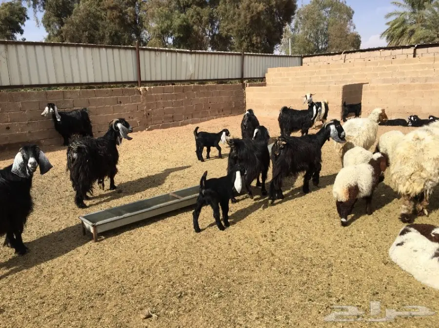 أبقار صوف عالية الجودة - فرصة لا تُفوّت! (image 2)