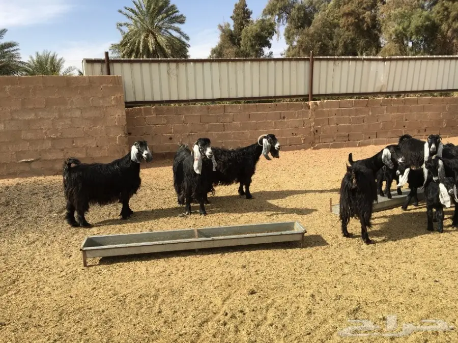 أبقار صوف عالية الجودة - فرصة لا تُفوّت! (image 3)