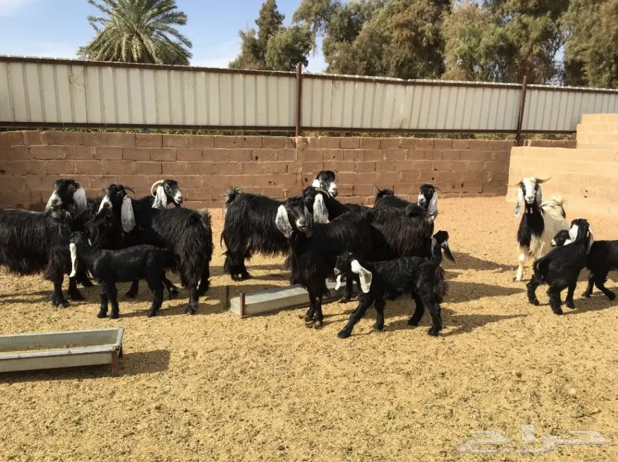 أبقار صوف عالية الجودة - فرصة لا تُفوّت! (image 4)