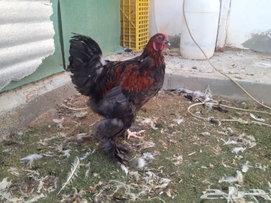 العرض 4طقم براهما بياض سلالة خوارج للبيع (image 2)