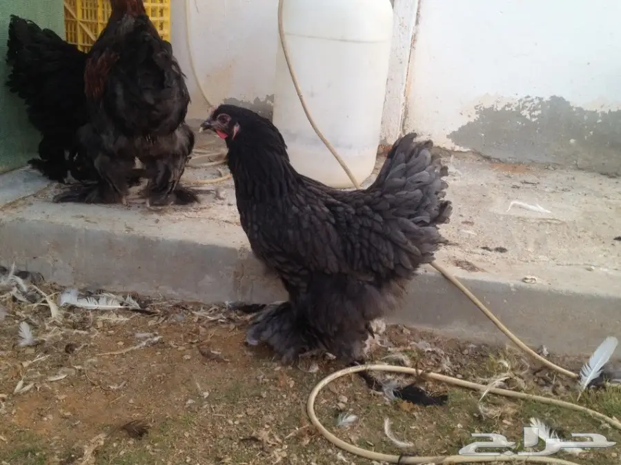 العرض 4طقم براهما بياض سلالة خوارج للبيع (image 3)