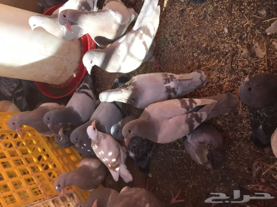 فراخة حمام زاجل 