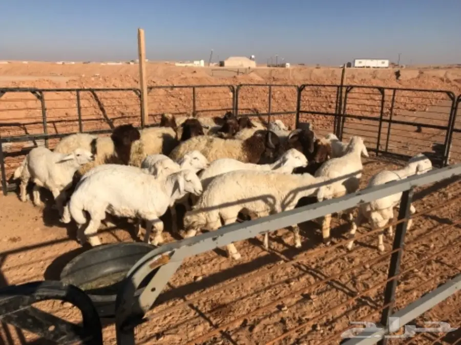 ذبايح للبيع 