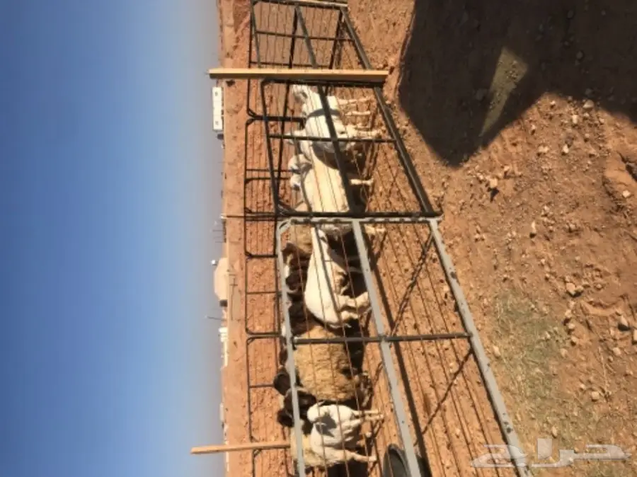 ذبايح للبيع  (image 1)