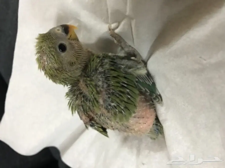 فرخ روز (image 1)