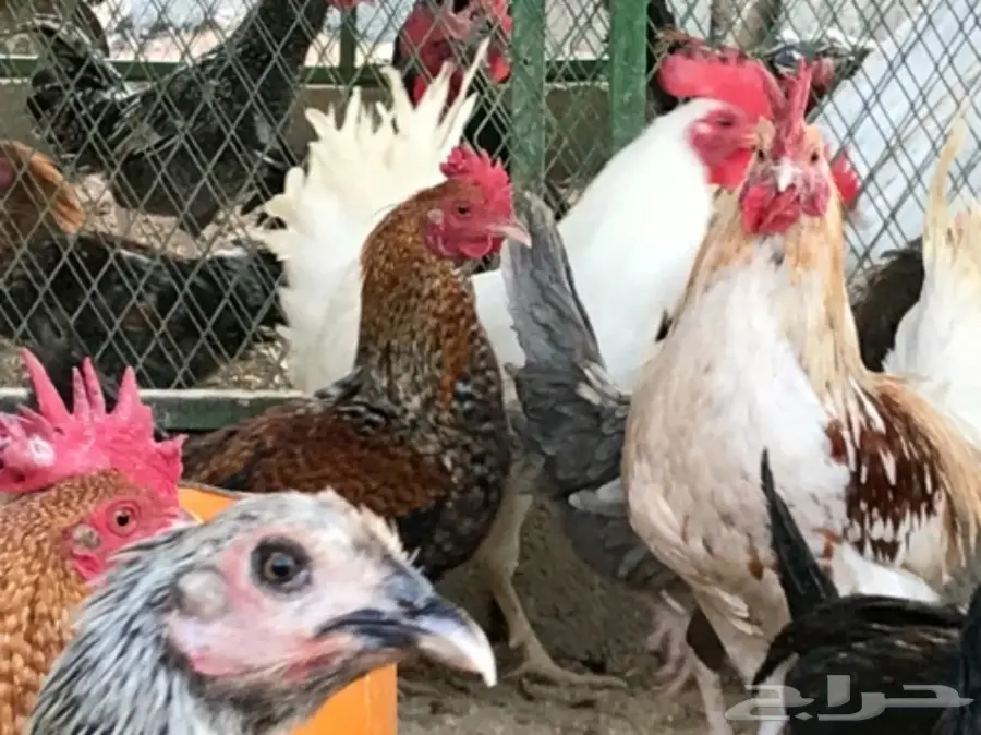 دجاج بلدي بياض .. بيض جديد (image 2)