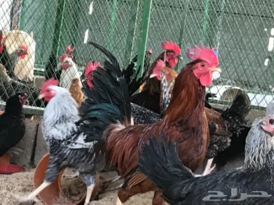 بيض بلدي فاحم - طازج ومضمون (image 4)