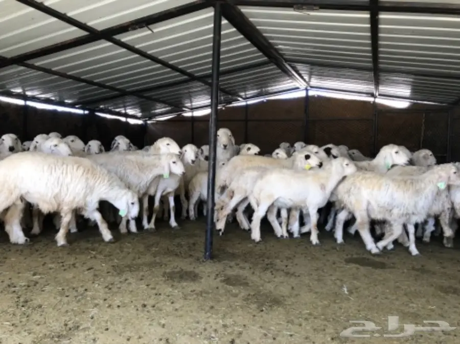 غنم حرية طيبة