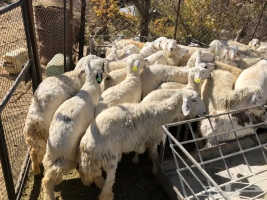 غنم حرية طيبة (image 3)