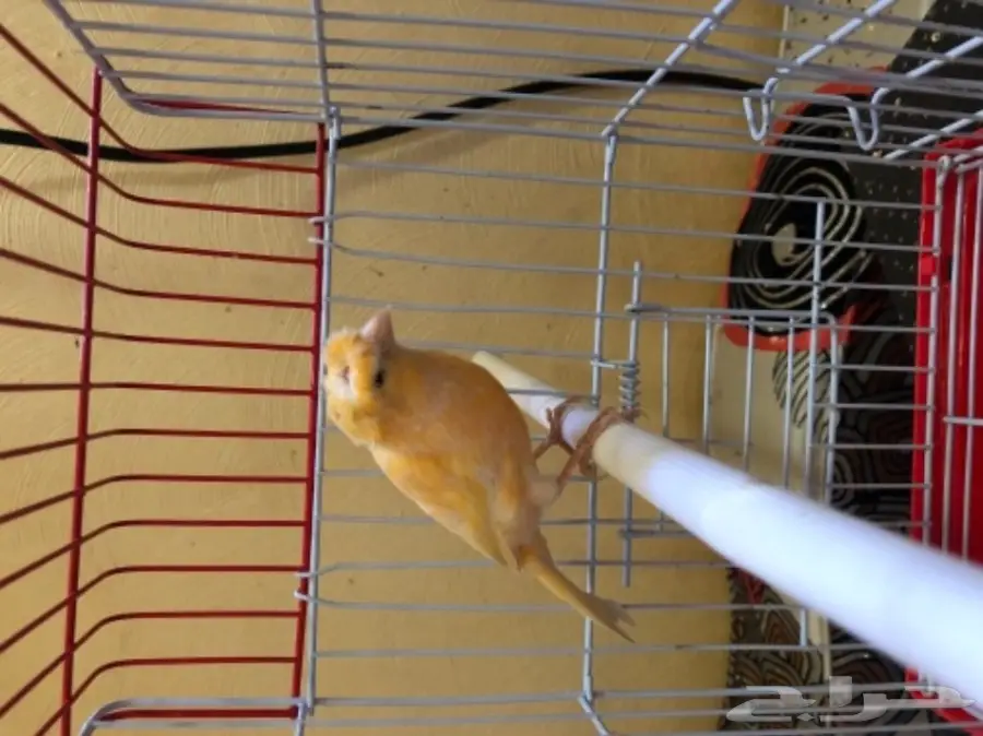 كناري  (image 1)