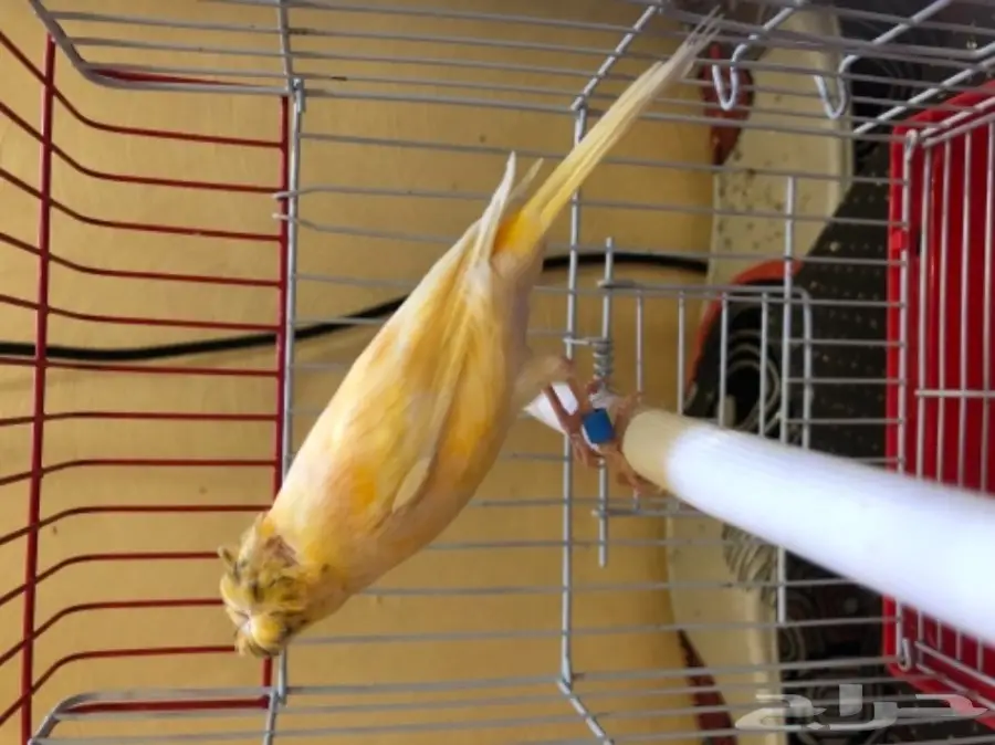 كناري  (image 4)