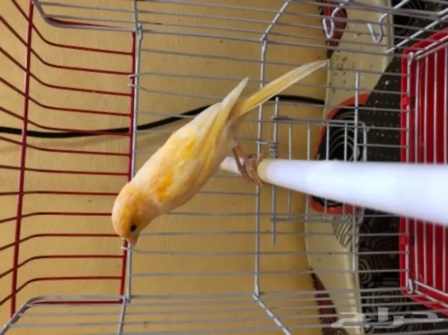 كناري  (image 5)