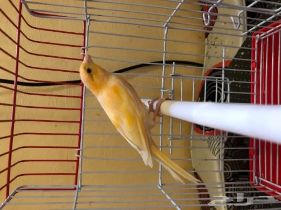 كناري  (image 6)