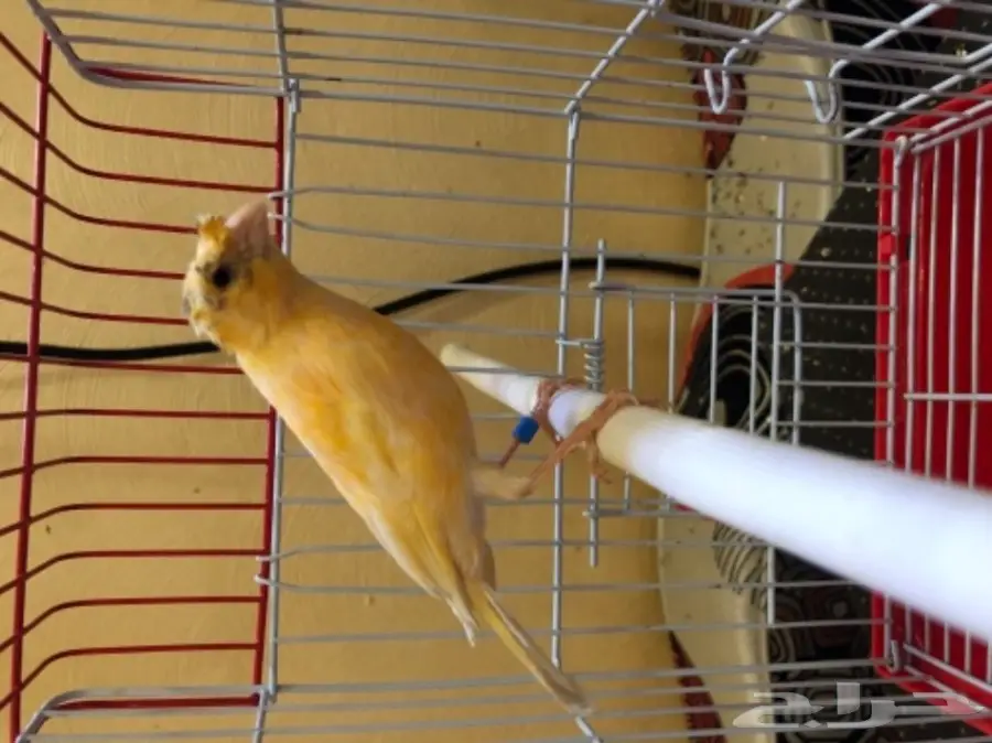 كناري  (image 7)