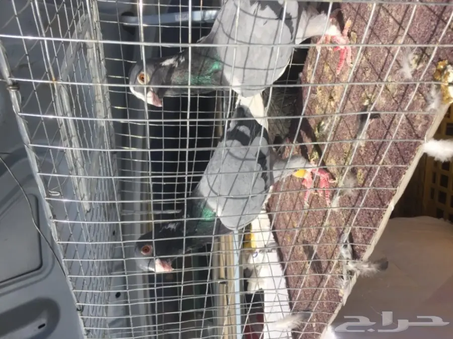 زوج ابلق  (image 1)