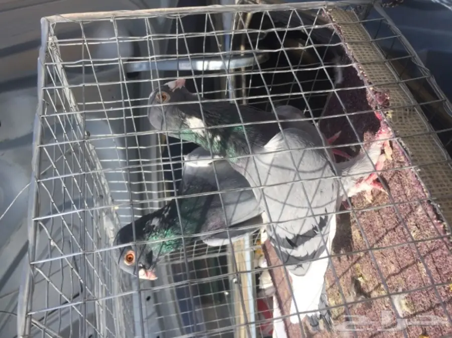 زوج ابلق  (image 2)