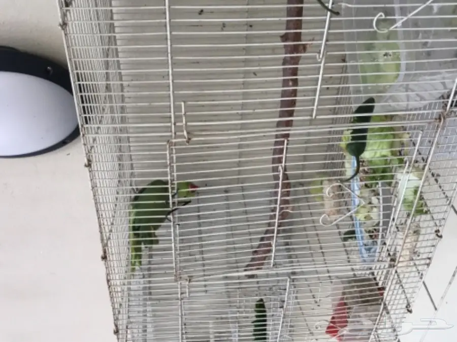 انثى درة العمر سنة ونص تقريبا منتجة للبيع