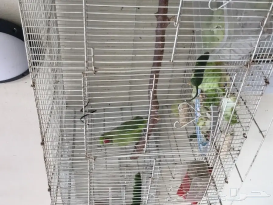 دُرة هندية مُنتجة - فرائس ممتازة للبيع! (image 1)