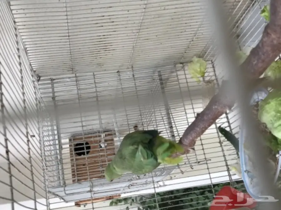 دُرة هندية مُنتجة - فرائس ممتازة للبيع! (image 2)