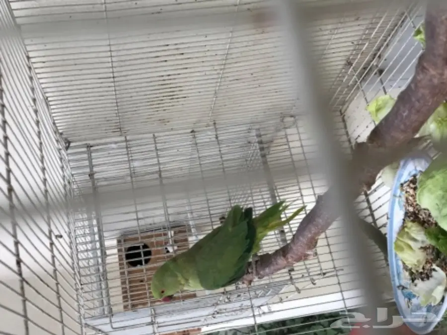 دُرة هندية مُنتجة - فرائس ممتازة للبيع! (image 3)