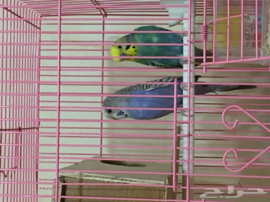 جوزين بادجي للبدل  (image 1)