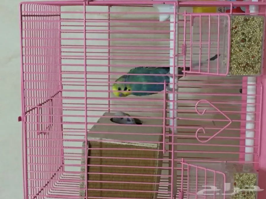 جوزين بادجي للبدل  (image 2)