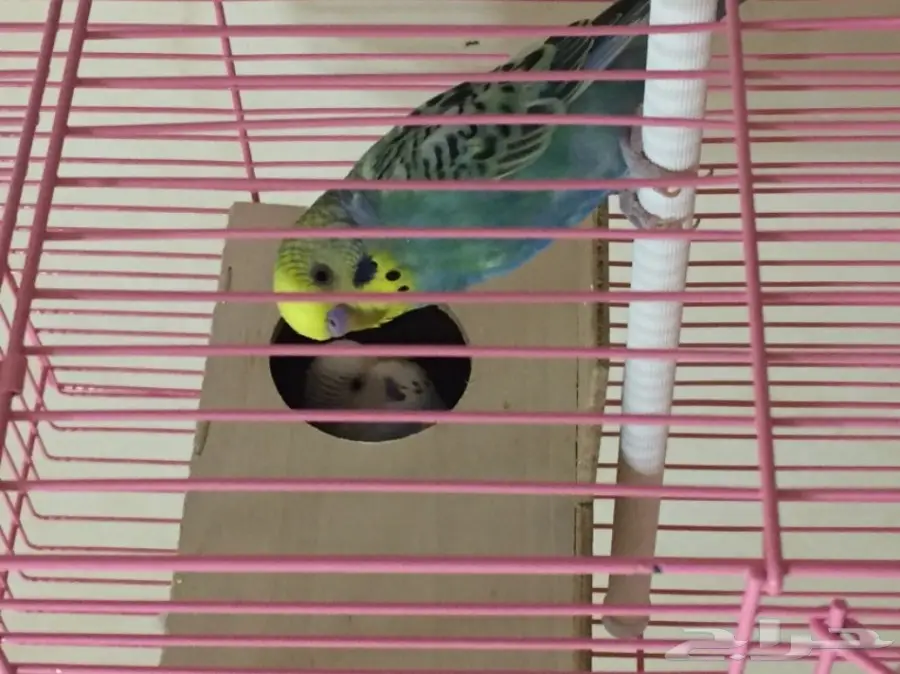 جوزين بادجي للبدل  (image 3)