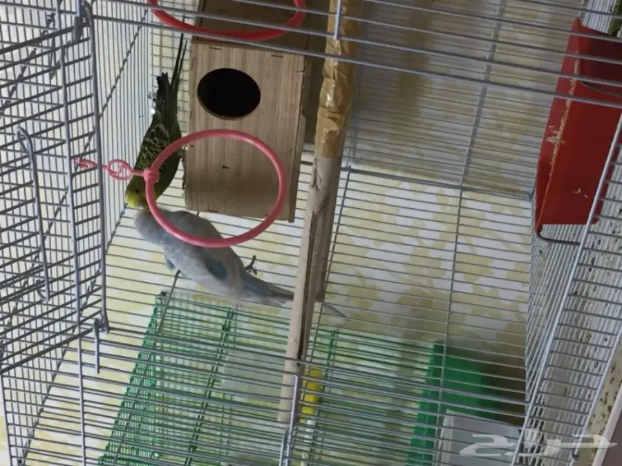 جوزين بادجي للبدل  (image 4)