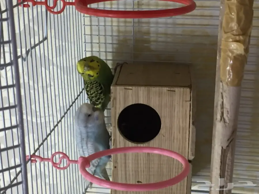 جوزين بادجي للبدل  (image 5)