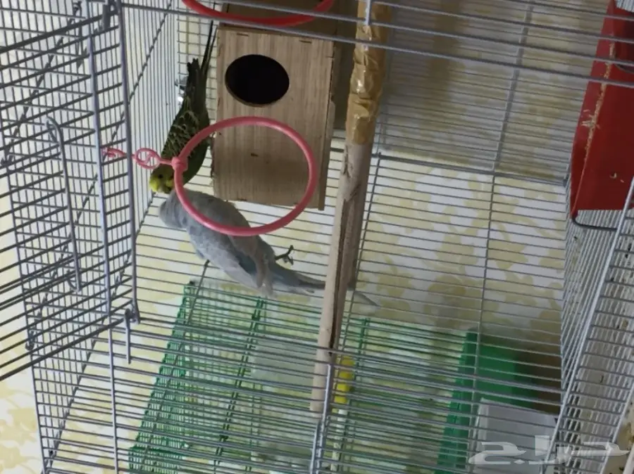 جوزين بادجي للبدل  (image 6)