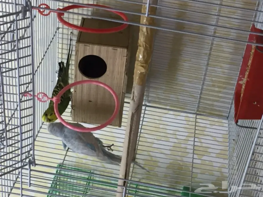 جوزين بادجي للبدل  (image 7)