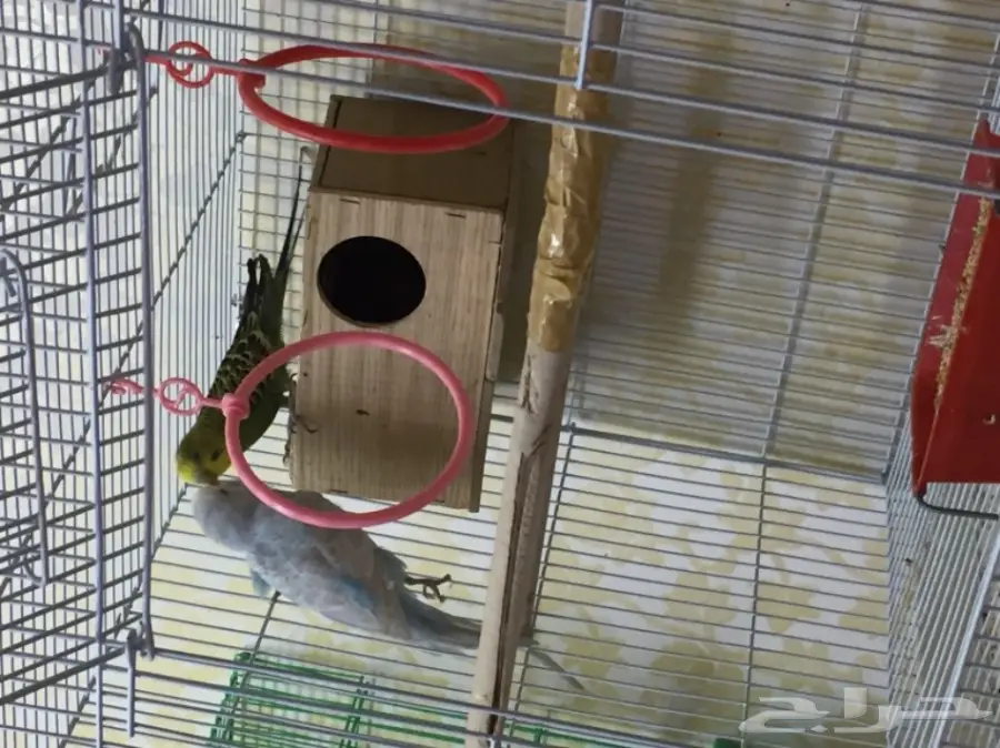 جوزين بادجي للبدل  (image 8)