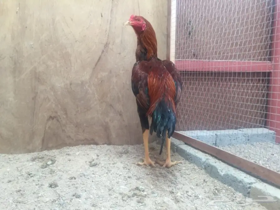 ديك باكستاني 